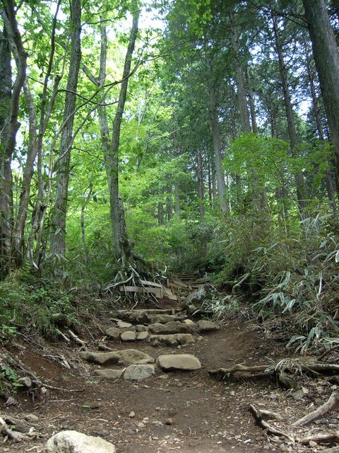 【金時山】登山日記2012年5月