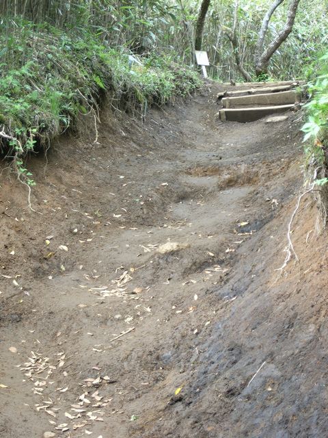 【金時山】登山日記2012年5月