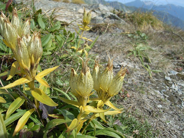 【北岳】登山日記2010年9月