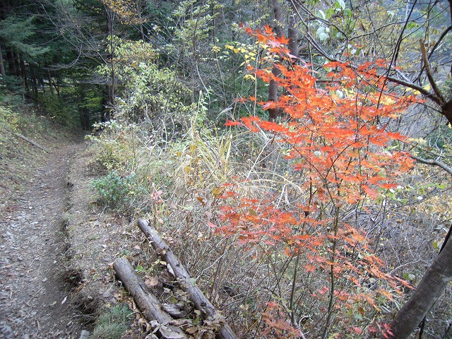 【雲取山】登山日記2010年11月