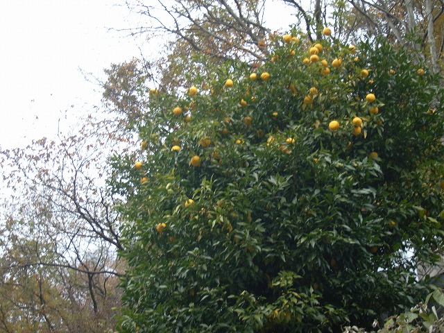 【雲取山】登山日記2010年11月