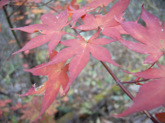 【雲取山】登山日記2010年11月