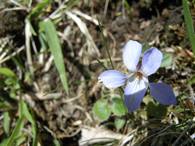 【鍋割山～塔ノ岳】登山日記2011年5月