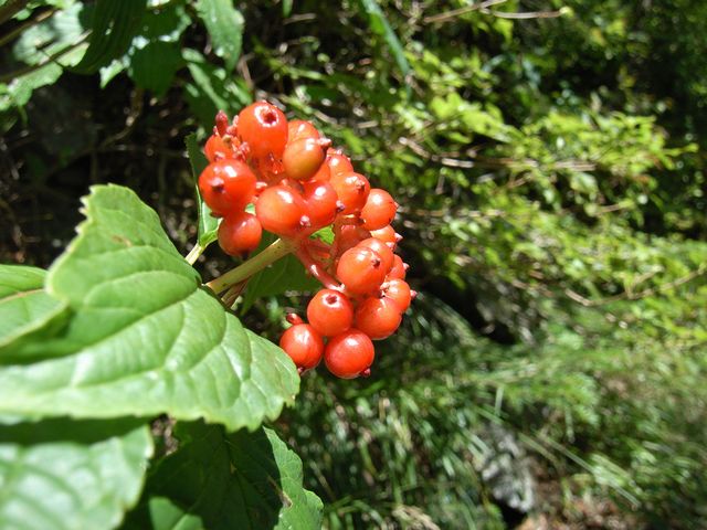 【奥穂高岳】登山日記2011年9月