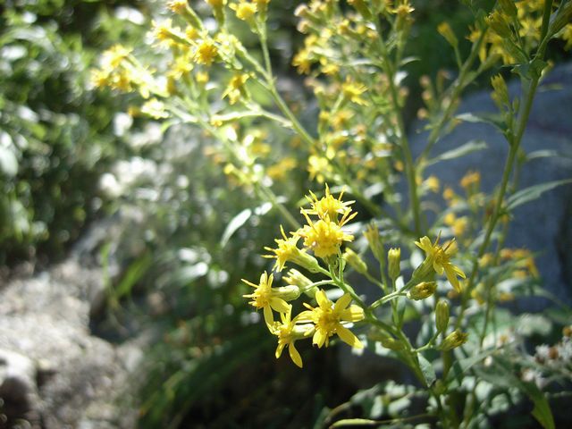 【奥穂高岳】登山日記2011年9月