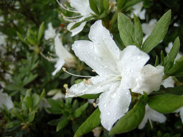 【高尾山～陣馬山】登山日記2012年5月