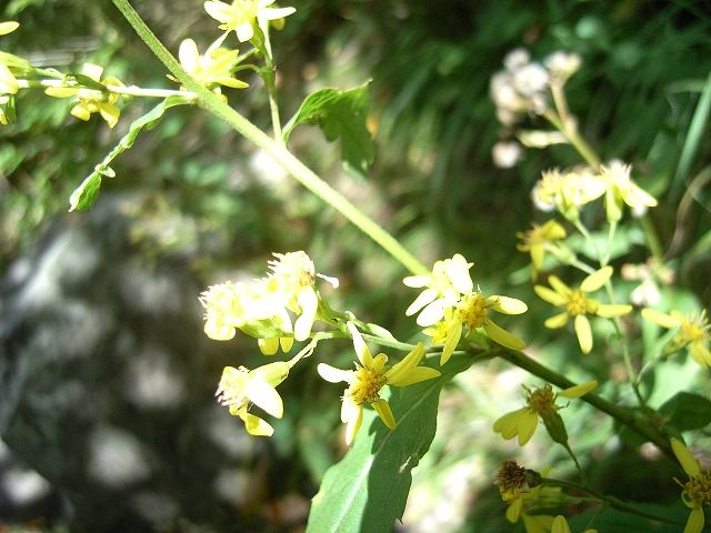 【槍ヶ岳～奥穂高岳】登山日記2012年9月