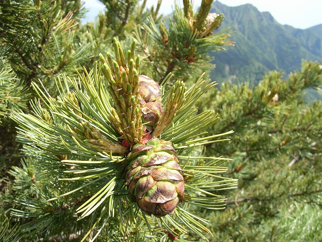 【八ヶ岳（赤岳）】登山日記2011年7月