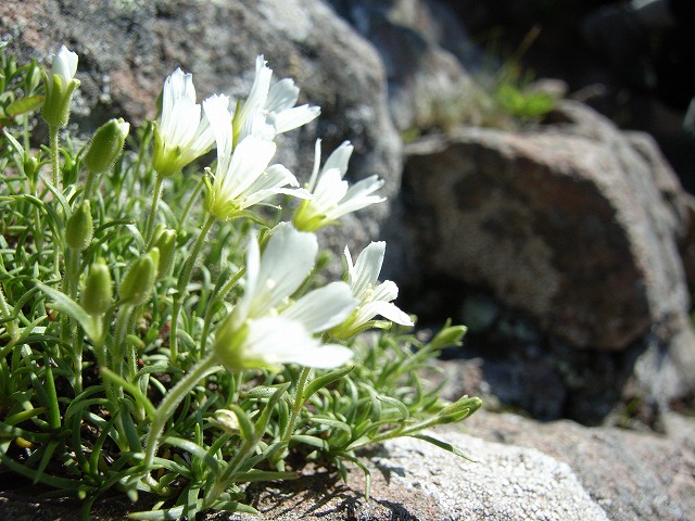 【八ヶ岳（赤岳）】登山日記2011年7月