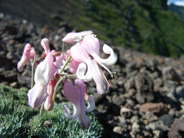 【八ヶ岳（赤岳）】登山日記2011年7月